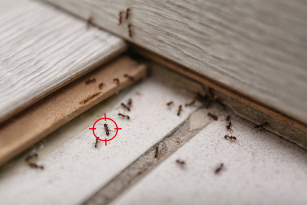 Best Pest Control Near Me in Mcleansville, NC